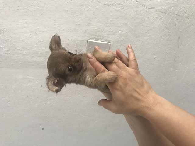 Foto 1 - Chihuahua em bh